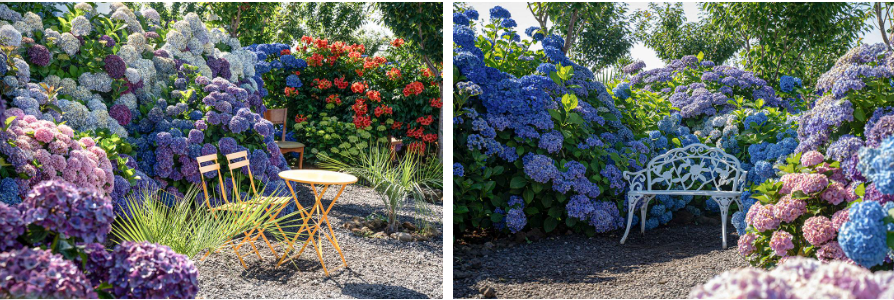 2025 제주 답다니 수국밭 가이드: 일정, 입장료, 인생샷 포토존 꿀팁 총정리