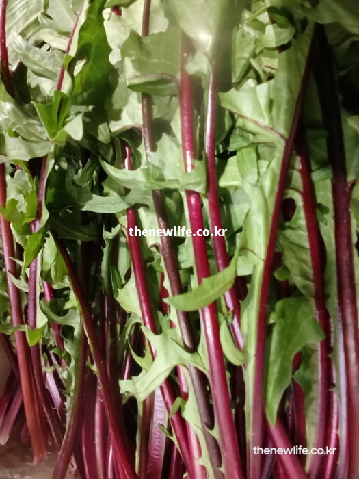 풍부한 칼륨으로 나트륨을 배출하고 혈압을 안정시켜주는 싱싱한 적치커리 실물 사진