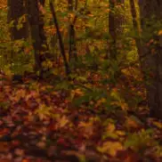 가을 단풍 구경 BEST 5 &mdash; 2025년 놓치면 아쉬울 국내 명소