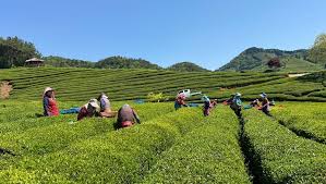 농촌 일자리 구하기