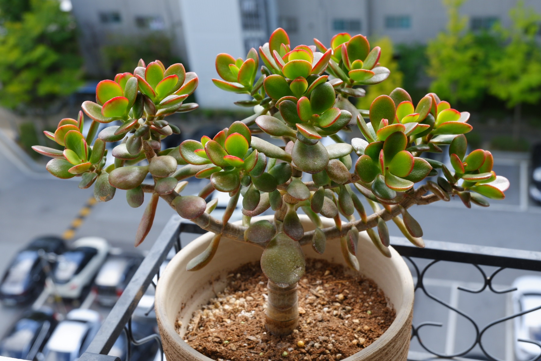 다육식물 가지치는 시기