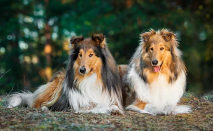 러프콜리/출처:어도비스톡