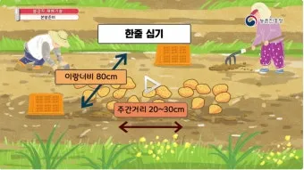 감자 재배 달력 파종 북주기 역병 관리 수확 및 저장_12