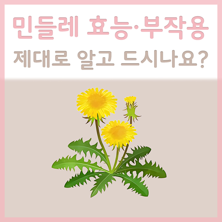 민들레-꽃의-외형