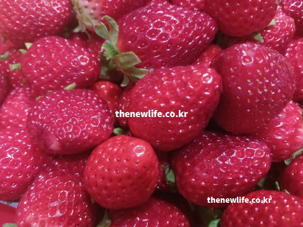 딸기 효능의 피세틴 성분이 뇌신경 보호에 도움을 주는 실사진