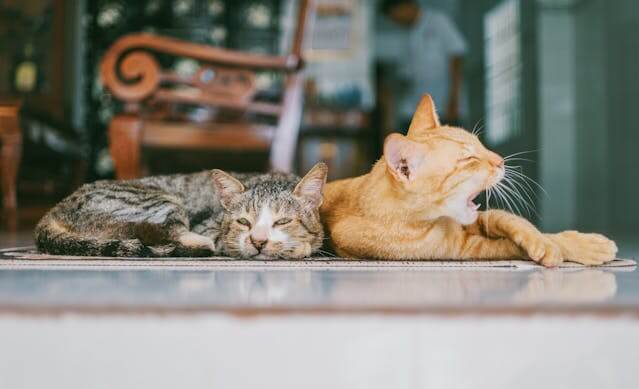 고양이 꿈 해몽의 의미