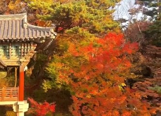 경주 불국사 단풍