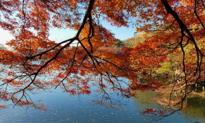 2025 내변산 단풍 절정 시기 대공개! 놓치면 후회하는 절경 + 인기 코스 BEST 3