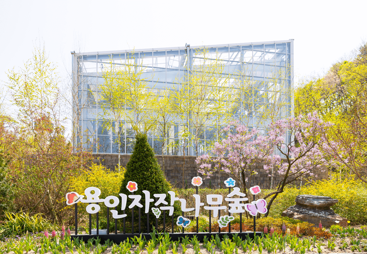 용인 자작나무숲 봄꽃축제