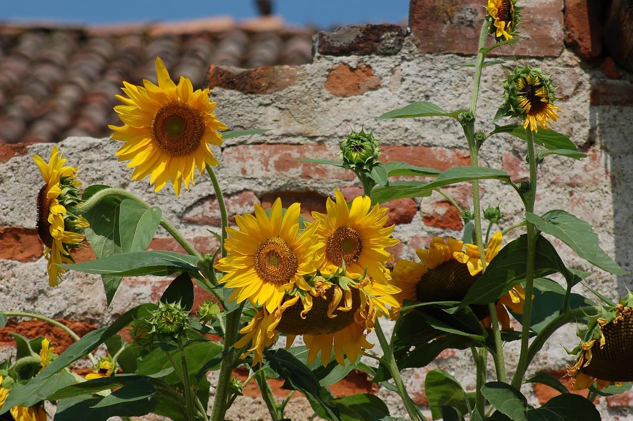 완두콩 수확시기