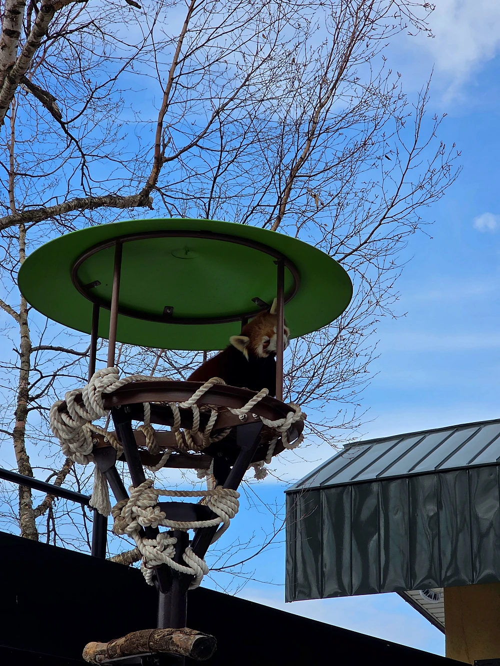 아사히야마 동물원 펭귄 워크 관광7