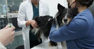 동물병원 진료비