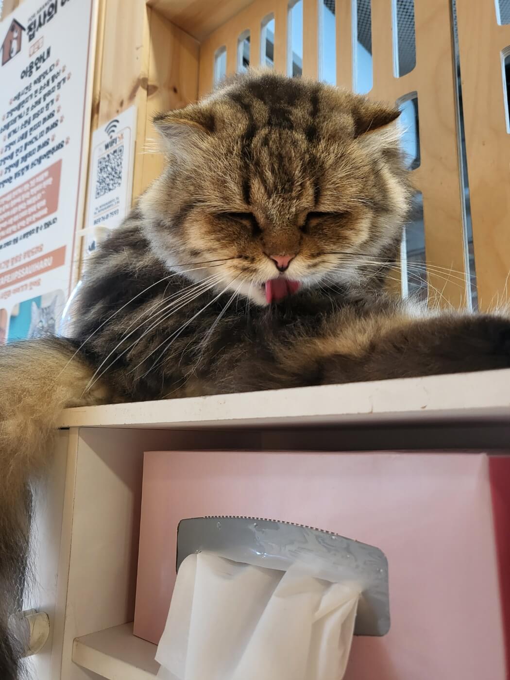 고양이3