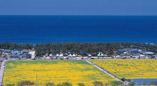 삼척 맹방 유채꽃밭 전경