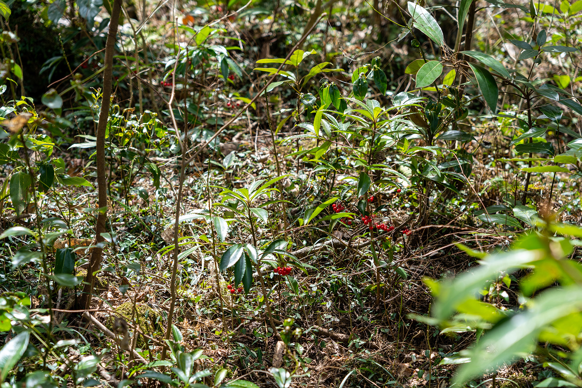 사약의 재료로 쓰였던 유독성 열매 &#39;천남성&#39;