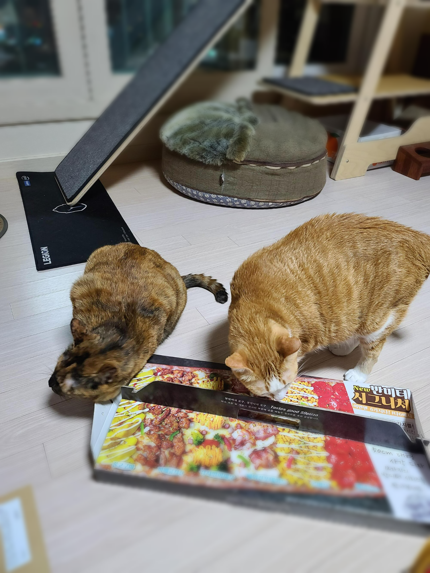 식탐많은 고양이 사랑이.