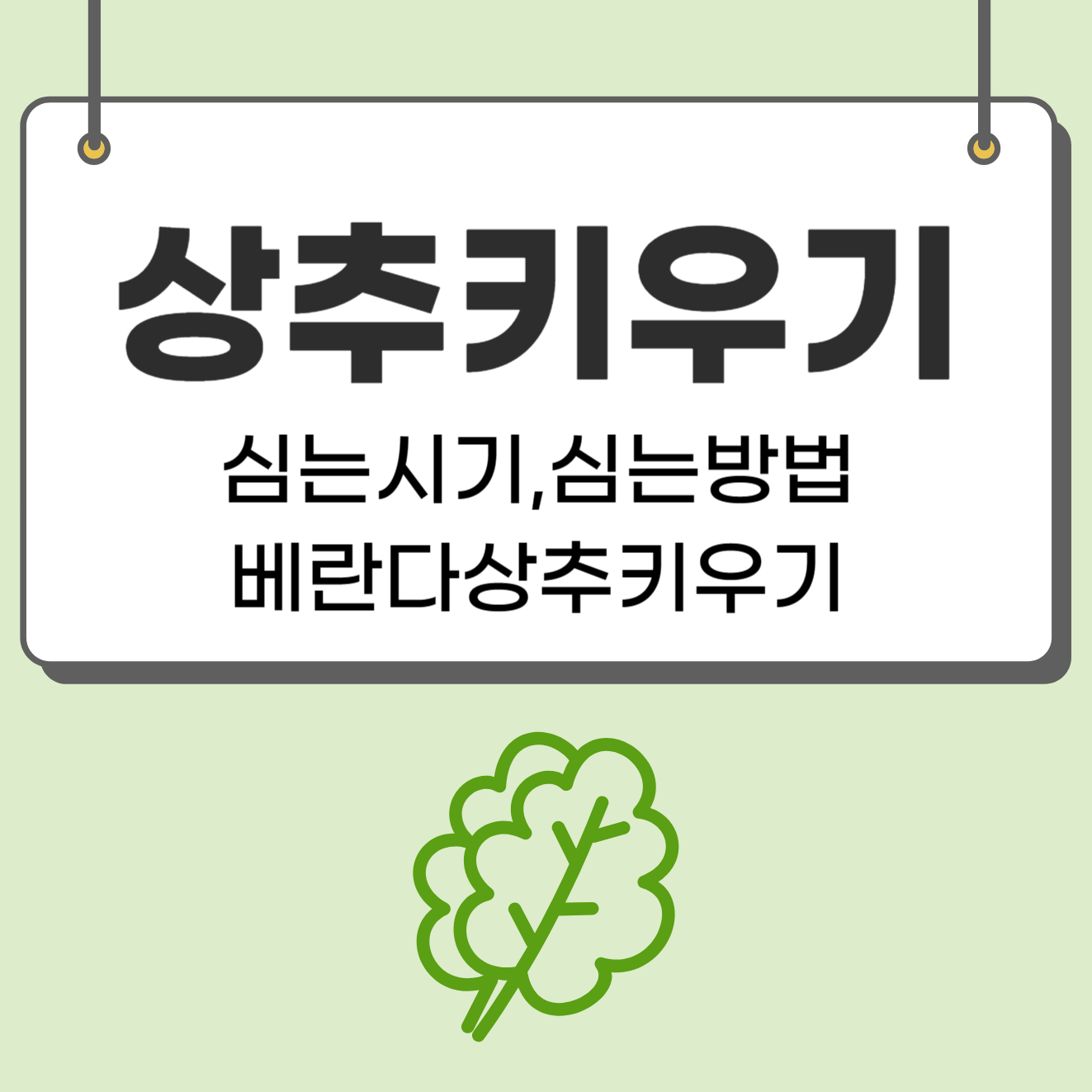 상추키우기 (+상추심는시기&#44; 파종시기&#44; 상추심기방법&#44; 베란다상추키우기)