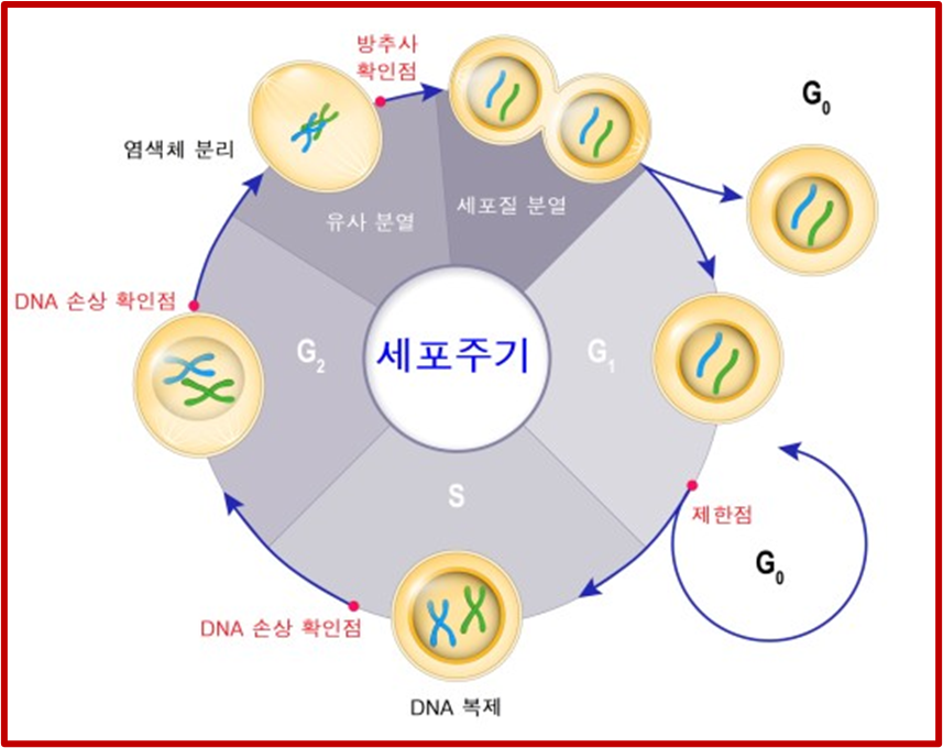 세포주기