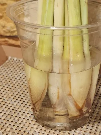 레몬그라스 재배 온도 유지 삽목 번식 잎 수확_11