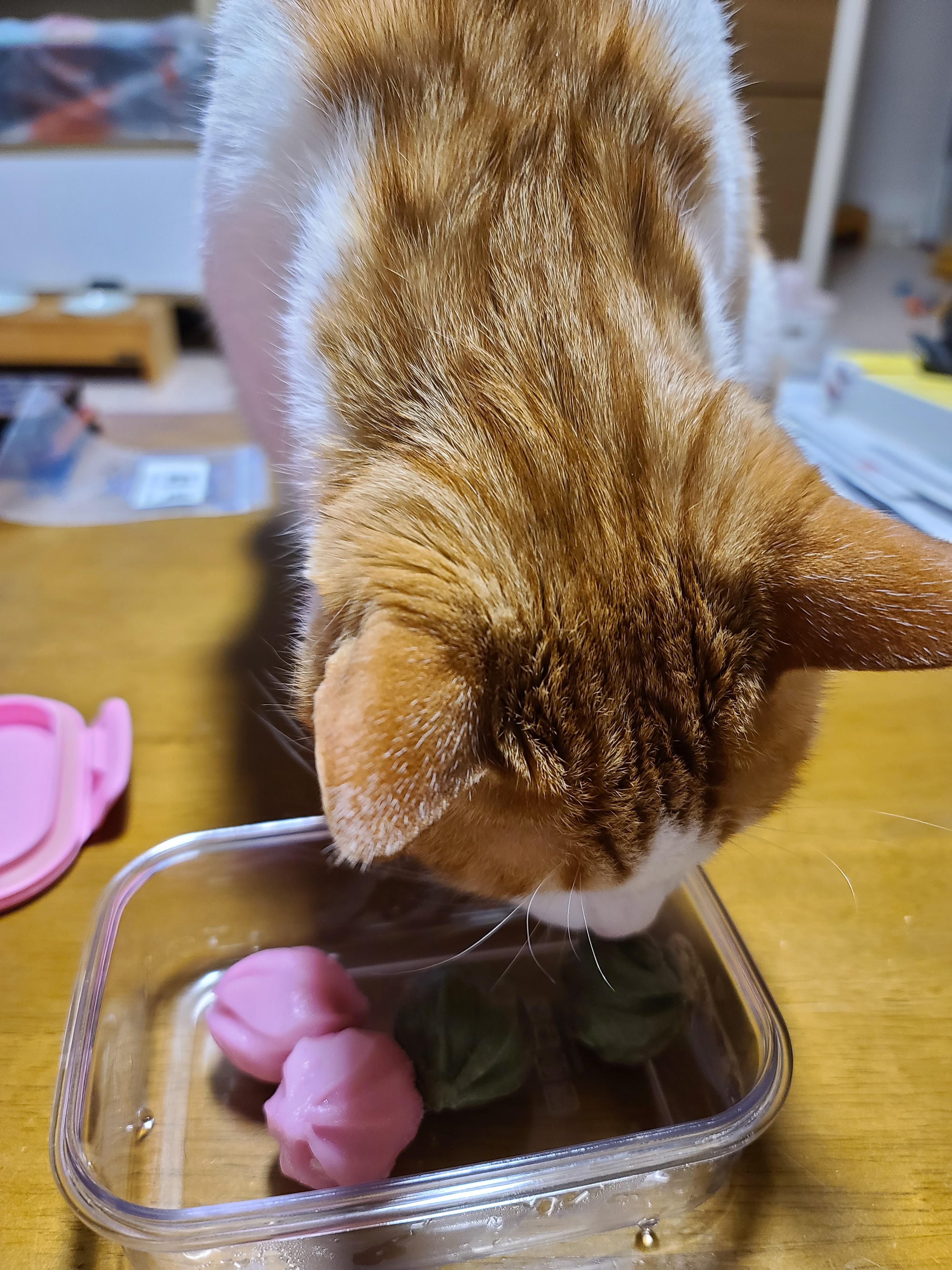 막둥이 삐용이의 장난감통 열기와 우리집 고양이들의 행동교정 방법.