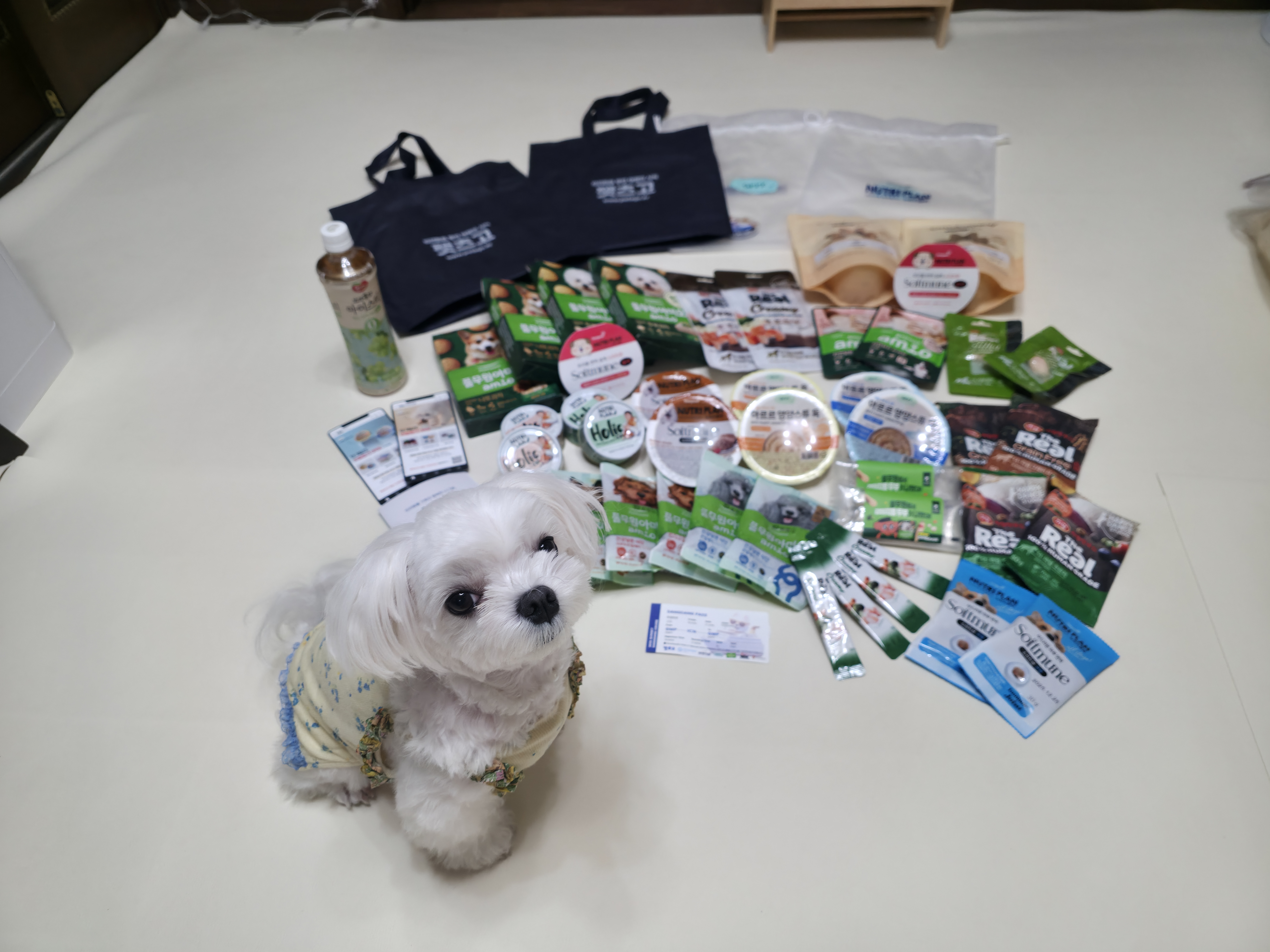 사은품으로 받은 사료와 간식