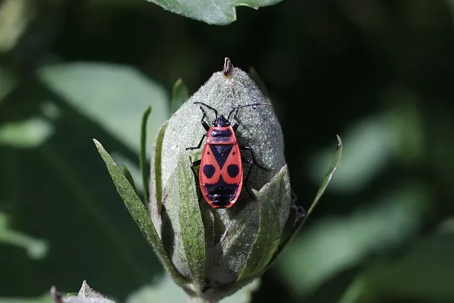 벌레가 날아다니는 꿈