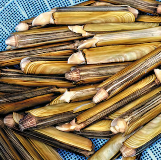 6시내고향 대맛조개 체험 택배 구입 문의