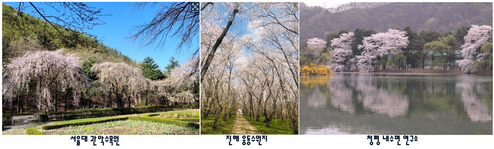 새로 개방되는 국내 봄꽃 명소 이미지
