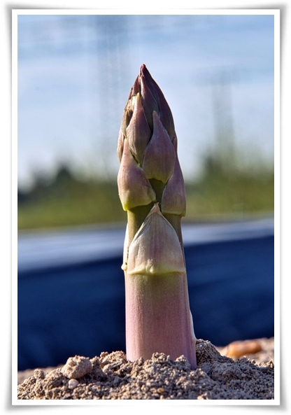 텃밭 "아스파라거스 기르기" 한 번 심으면 10년 동안 거두는 황금 채소!