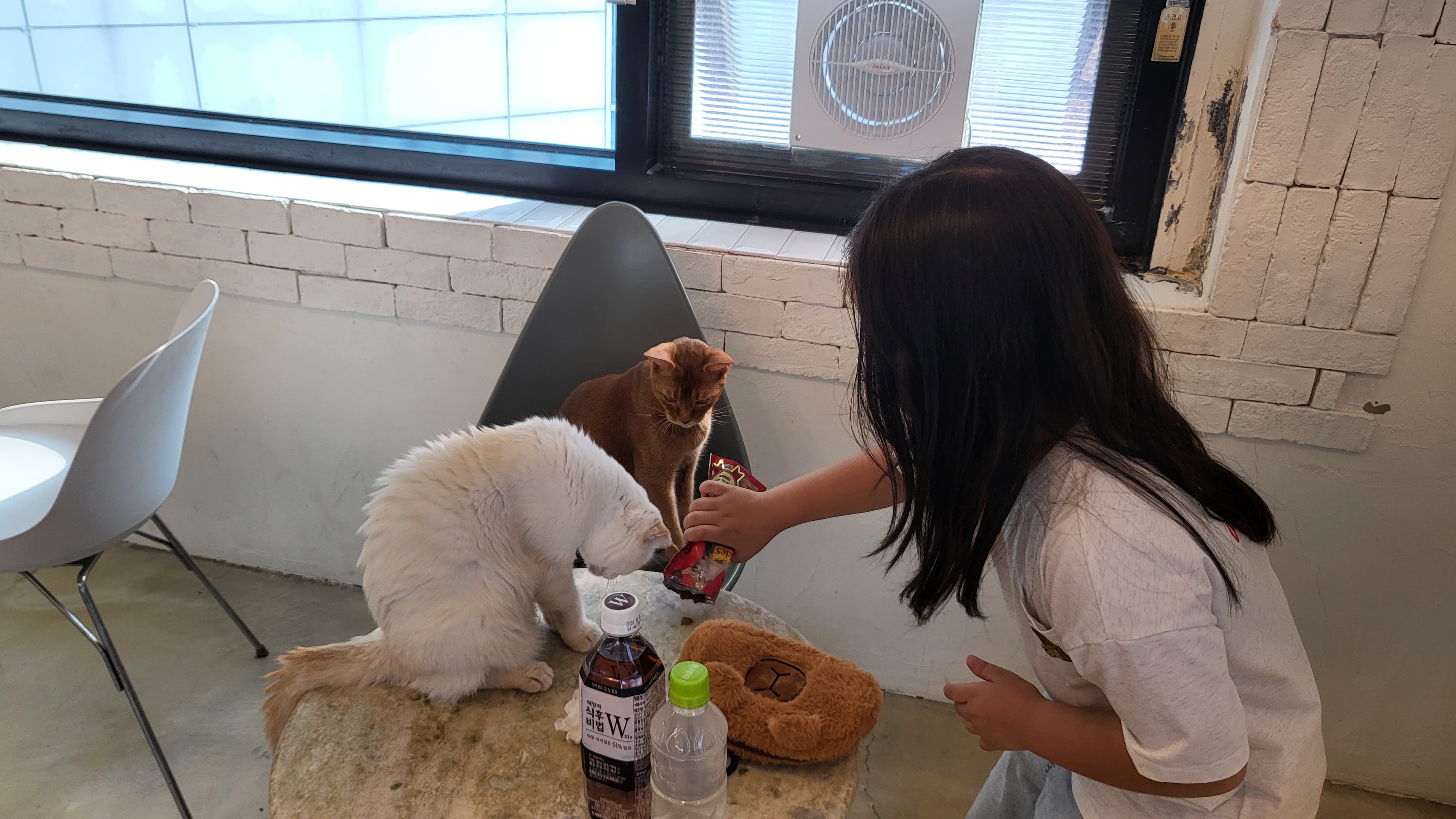 [강북구] 초등학생 딸과 함께 간 고양이 카페 후기-아이와 갈만한 힐링 장소 추천!