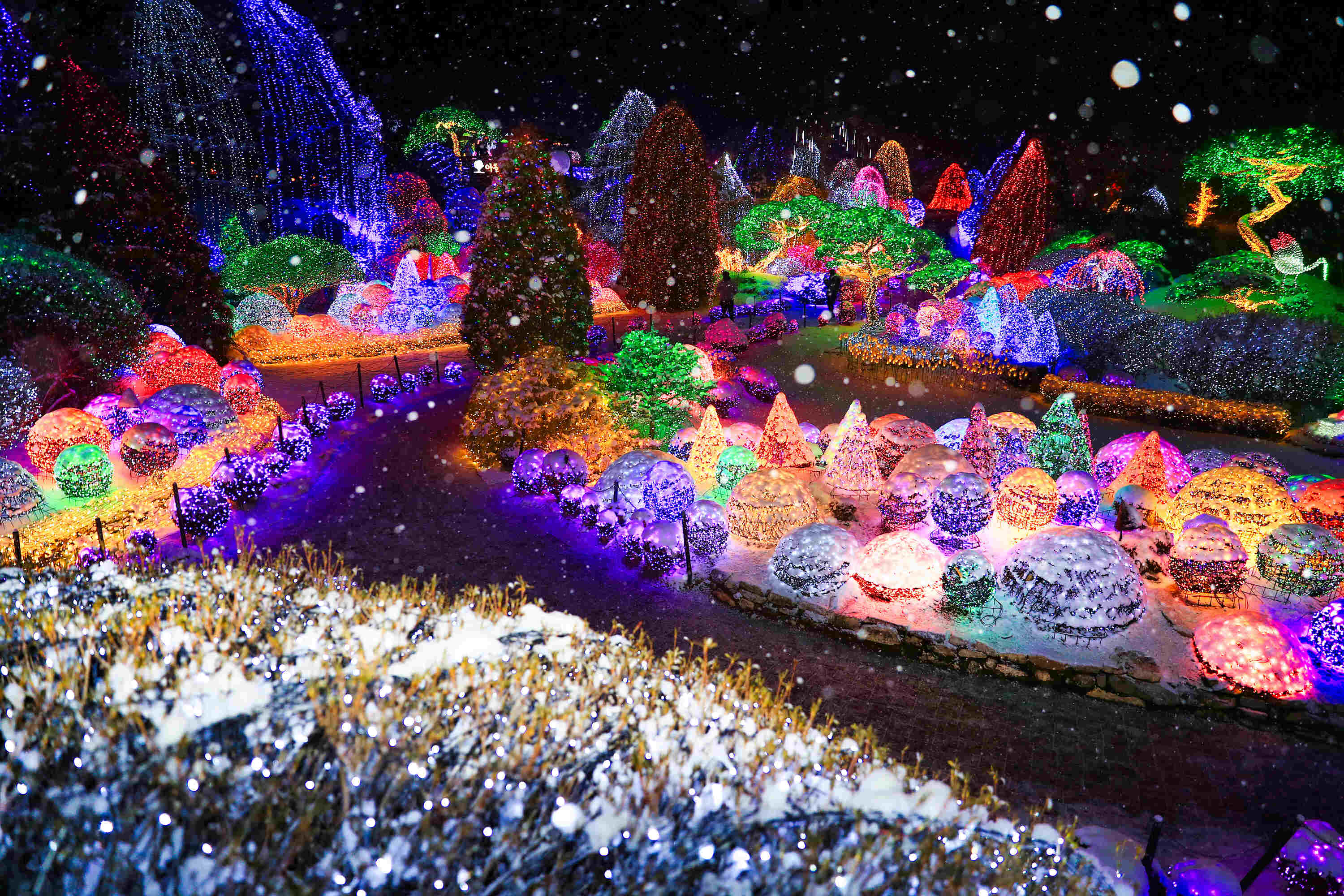 아침고요수목원 불빛축제