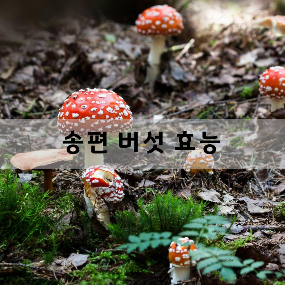 송편-버섯-효능