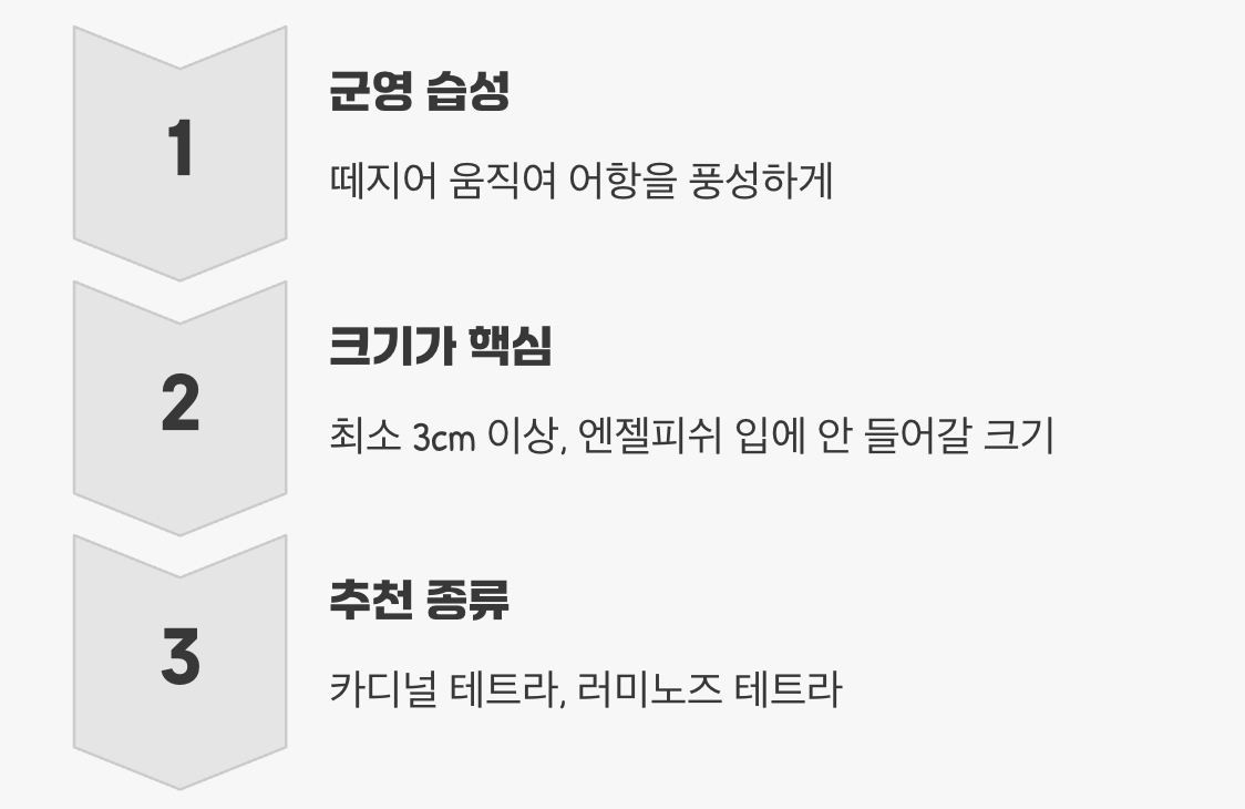 온순한 이웃, 소형 테트라 종류