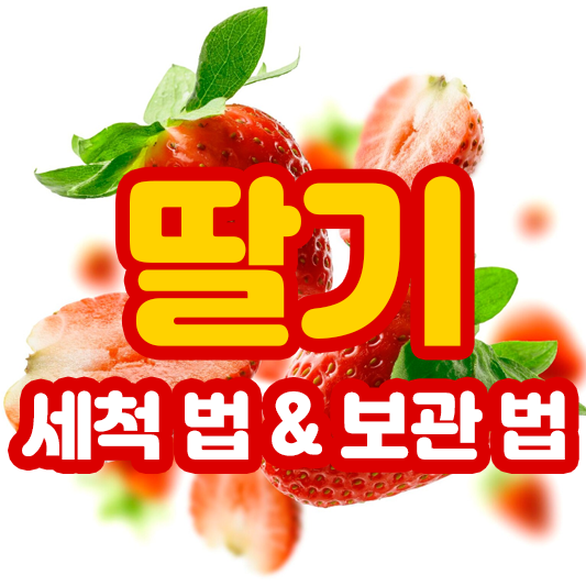 딸기 보관 법
