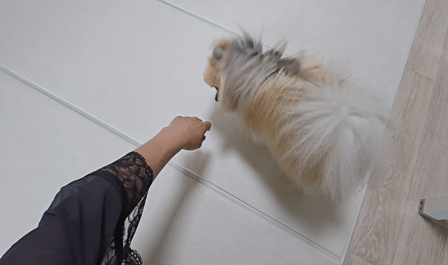 머리를 부딪히며 애정표현을 하는 강아지