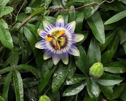 시계초 이미지 사진