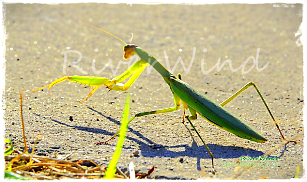 사마귀 Mantis