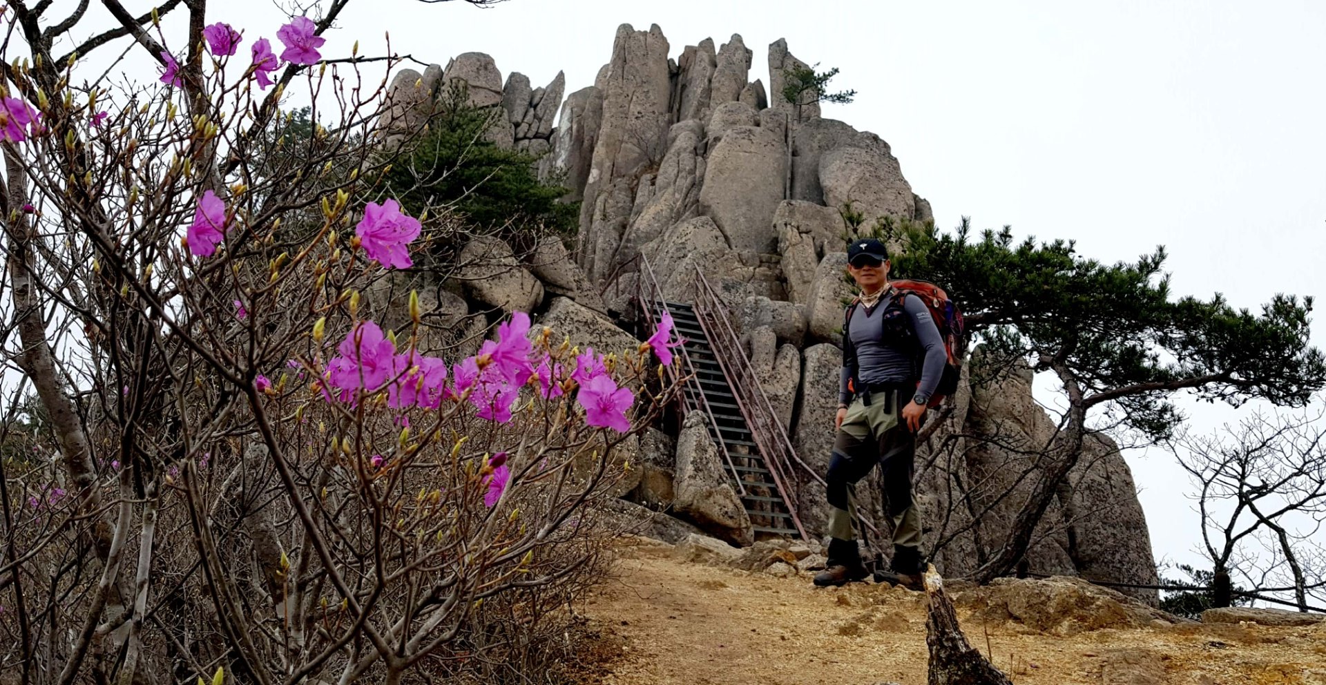 합천 남산제일봉 진달래