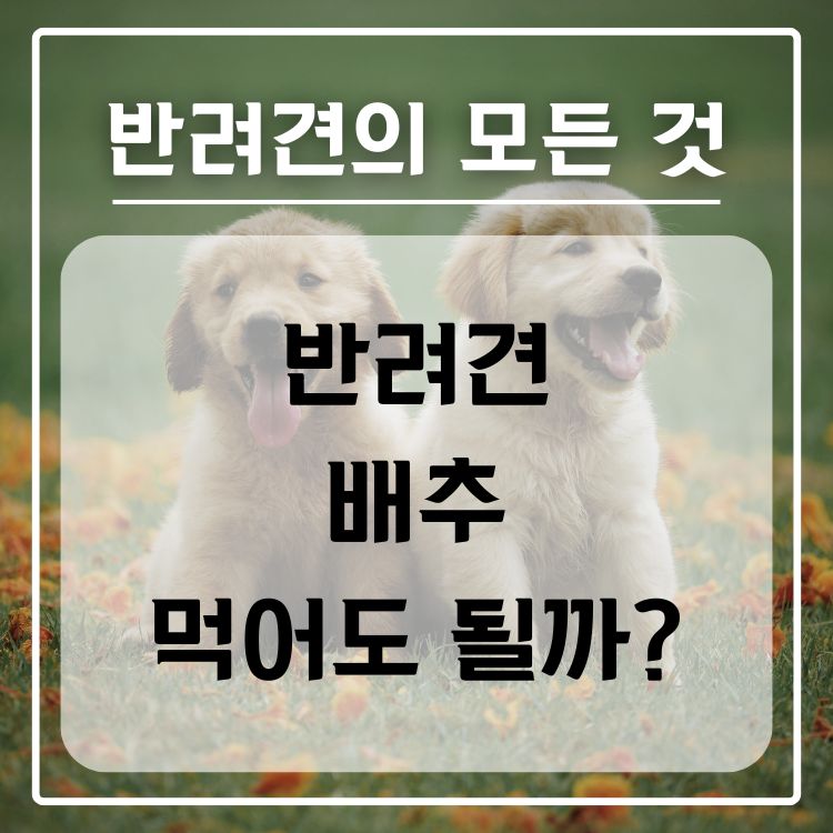 반려견 배추 급여 가능 여부, 적정량, 주의사항