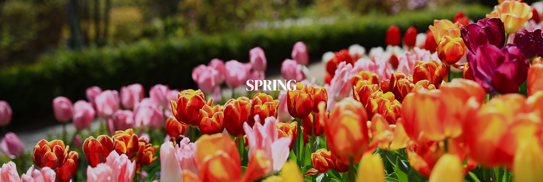 💑 요즘 핫한 가평 뷰맛집 여행코스 (호명호수, 아침고요수목원, 드라이브)