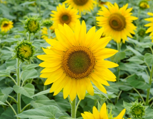 가을에 피는 꽃 종류 해바라기