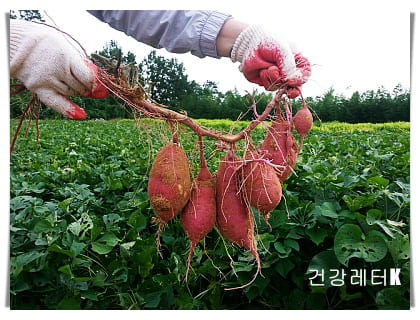 고구마 7