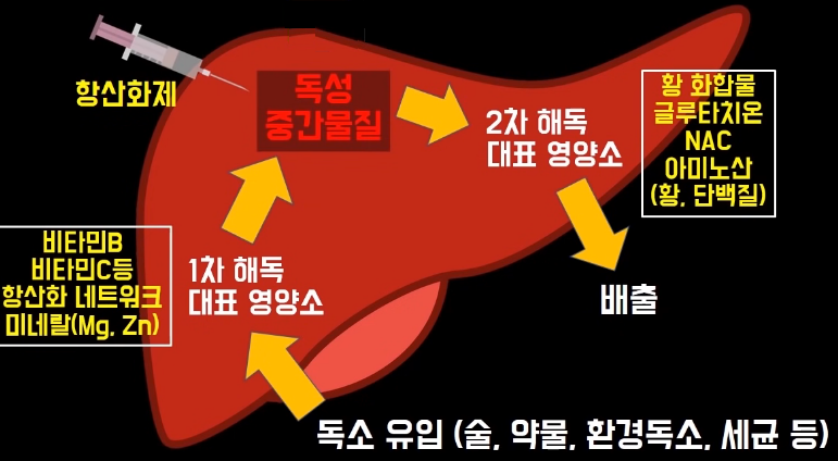 간 해독시 미네랄과 비타민을 사용하는 이유