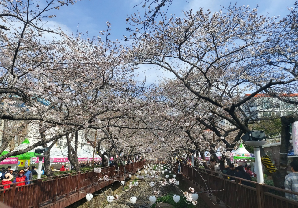여좌천 벚꽃15