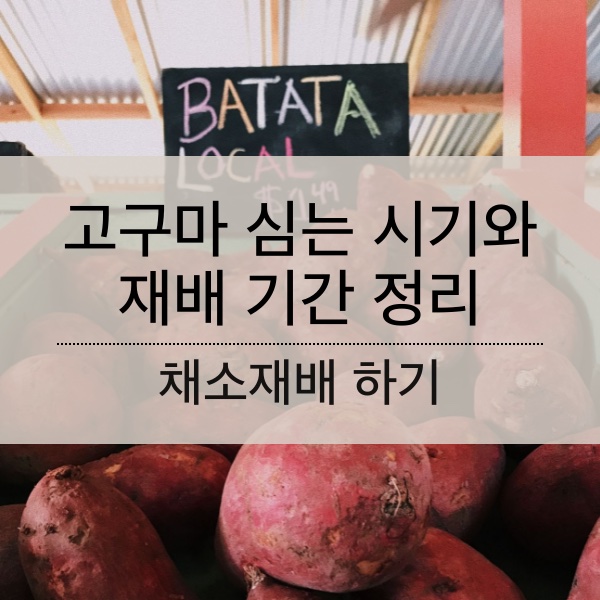 [채소재배] 고구마 심는 시기와 재배 기간 정리