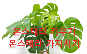 몬스테라 키우기