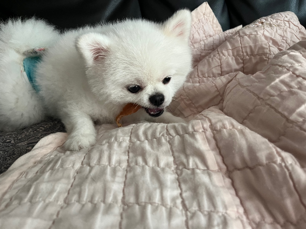간식