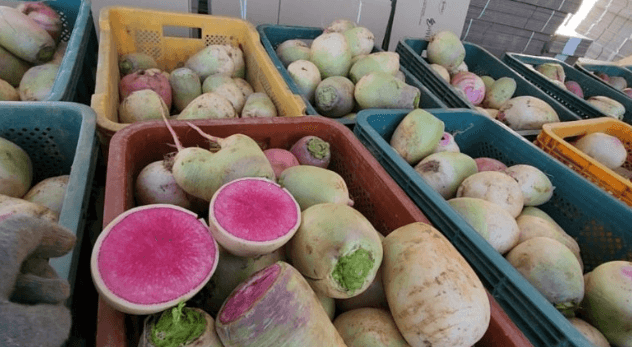 황금배추 &amp; 수박무 평택 &amp;#39;솔바위농원&amp;#39; 