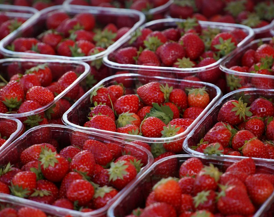 농업기술 성공 사례(농작물 관련 사진)