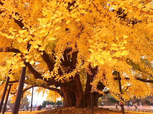 반계리 은행나무, 원주 반계리 은행나무, 반계리 은행나무 주차장, 은행나무 단풍, 은행나무 숲, 단풍절정 시기